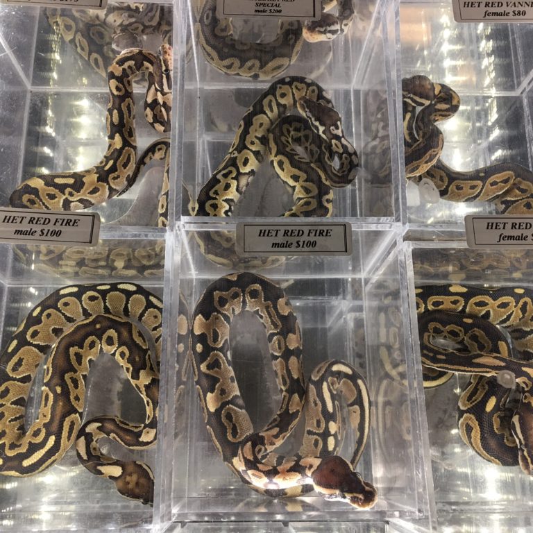 Pacific NW Reptile & Exotic Animal Show - PDX People