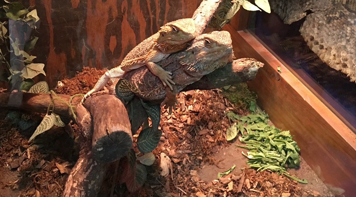 Pacific NW Reptile & Exotic Animal Show - 15 - PDX People