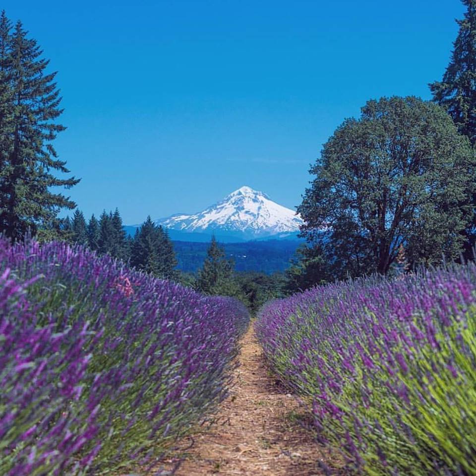 Oregon Lavender Farm - photo by @dobrean.a